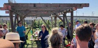 Eerste Sloterdijkse wijn ‘drinkt als een trein’