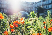 Alvast voor in je agenda: Open Tuinen van West