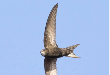 Gierzwaluwen tellen in Oud-West