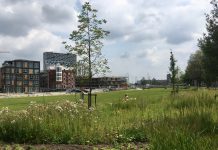 Groene ruimte in nieuw park Houthaven