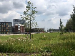 Groene ruimte in nieuw park Houthaven