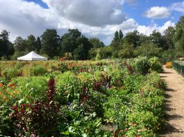 Open dag schooltuinen West en Nieuw-West