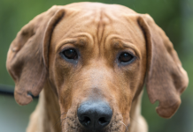 Asiel vraagt aandacht voor ‘langzitters’