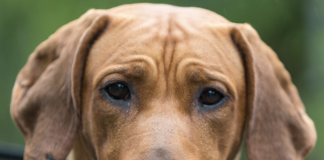 Asiel vraagt aandacht voor ‘langzitters’