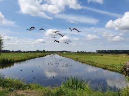 Actie voor behoud bedreigde ‘groene scheggen’