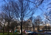 Bomen verplaatst vanwege ingang parkeergarage