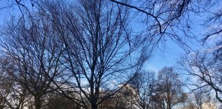 Bomen verplaatst vanwege ingang parkeergarage