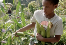 Er komt een film over ‘onze’ schooltuinen