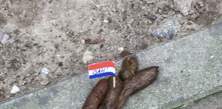 Postbode ergert zich aan hondendrollen en neemt maatregelen