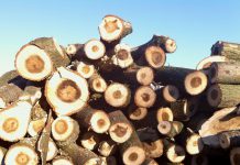 Stuk boom uit Erasmuspark mee naar huis