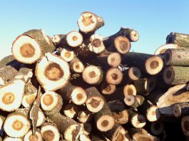 Stuk boom uit Erasmuspark mee naar huis