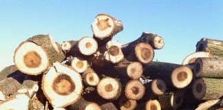 Stuk boom uit Erasmuspark mee naar huis