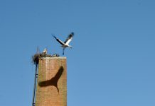 Koppel ooievaars wil broeden, maar derde ooievaar ook