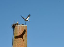 Koppel ooievaars wil broeden, maar derde ooievaar ook