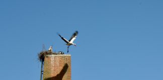 Koppel ooievaars wil broeden, maar derde ooievaar ook