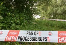 Met vogels, vleermuizen en bacteriën eikenprocessierups te lijf