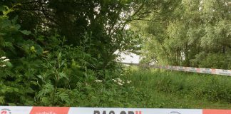 Met vogels, vleermuizen en bacteriën eikenprocessierups te lijf