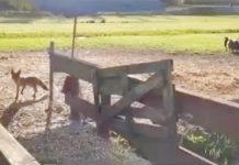 Deze vos voelt zich heel erg thuis in West