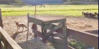 Deze vos voelt zich heel erg thuis in West