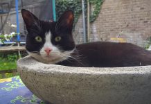 Iedereen een poes voor het raam bij de tentoonstelling Kattenstad