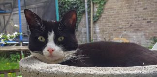 Iedereen een poes voor het raam bij de tentoonstelling Kattenstad