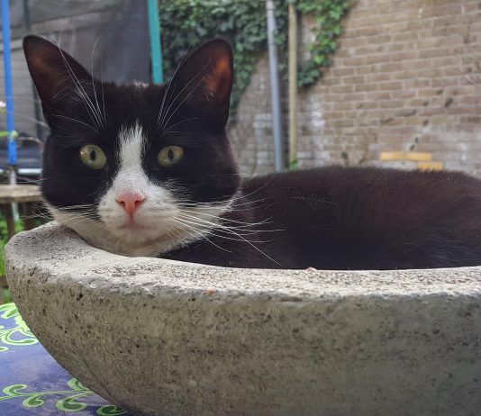 Iedereen een poes voor het raam bij de tentoonstelling Kattenstad