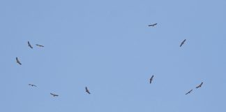 Uniek: groep vale gieren boven de stad