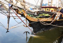 Dolfijn weggelokt uit West en terug naar zee