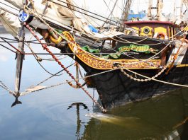Dolfijn Zafar dood en gehavend gevonden op strand