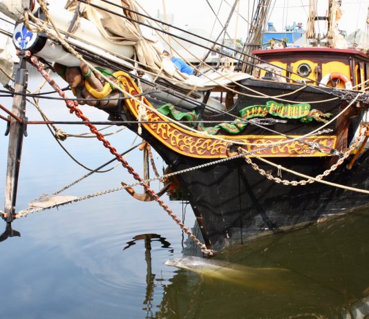 Dolfijn weggelokt uit West en terug naar zee