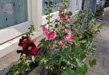 Ineens zijn ze er weer: stokrozen