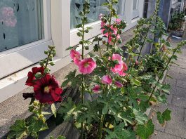 Ineens zijn ze er weer: stokrozen