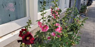 Ineens zijn ze er weer: stokrozen