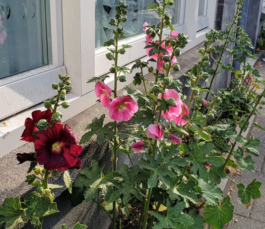 Ineens zijn ze er weer: stokrozen