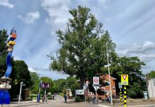 Beeldbepalende zieke iep moet gekapt