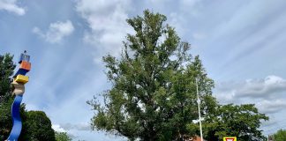 Beeldbepalende zieke iep moet gekapt