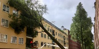 Bomen in West omgewaaid door storm