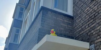 Grappig: buurtbewoners Kijkduinstraat verzamelen badeenden