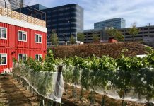 Kijken en proeven op open dag stadswijngaard Wijn van Bret