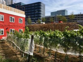 Kijken en proeven op open dag stadswijngaard Wijn van Bret