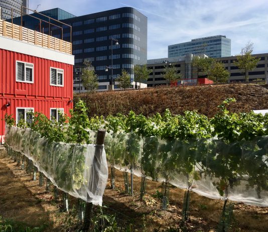 Stukje Frankrijk bij Sloterdijk zoekt wijnbouwers