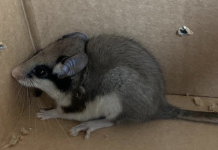 Zeldzame eikelmuis gevonden in Bodyshop aan de Kinkerstraat