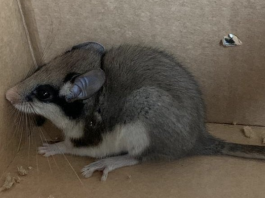 Zeldzame eikelmuis gevonden in Bodyshop aan de Kinkerstraat