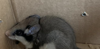 Zeldzame eikelmuis gevonden in Bodyshop aan de Kinkerstraat