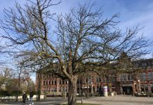 Einde voor grote kastanjeboom Westergasterrein
