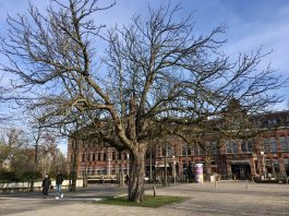 Nieuwe kastanje bij Conscious Hotel