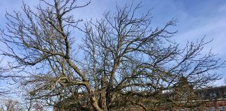 Einde voor grote kastanjeboom Westergasterrein