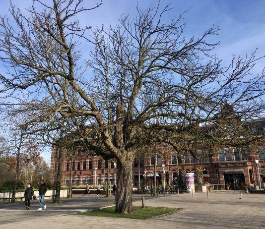 Nieuwe kastanje bij Conscious Hotel