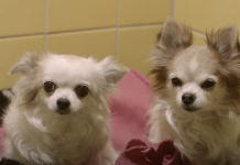 Documentaire ‘Dierbaren’ biedt ontroerend kijkje achter de schermen bij Dierenopvang Amsterdam