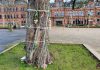 Westerpark neemt afscheid van kastanjeboom